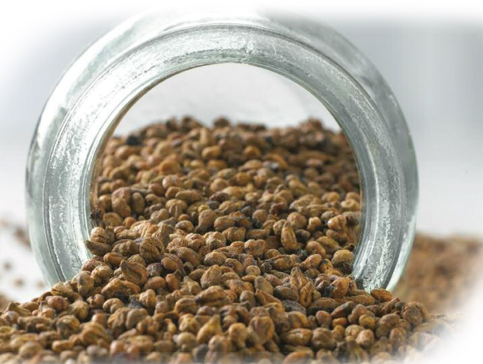Grape Seed Extract